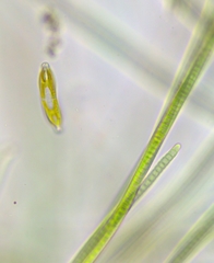 Hantzschia amphioxys
