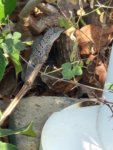 Bonaire Anole, Anolis bonairensis