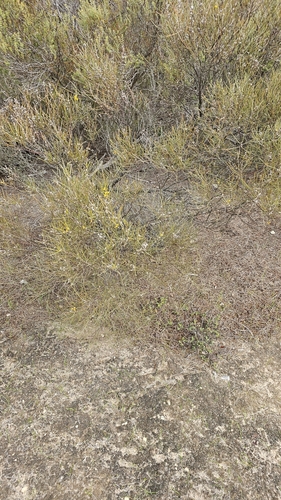 Image of Acacia rigens by (c) Rosalie Lawrence, some rights reserved (CC BY)