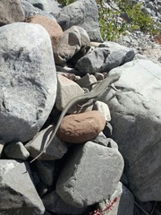 Oligosoma waimatense