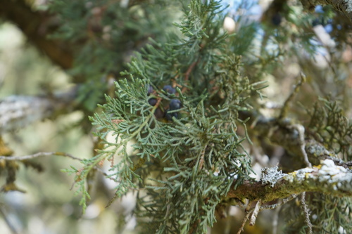 Image of Juniperus thurifera by (c) Diego Rodríguez Hernández, some rights reserved (CC BY)