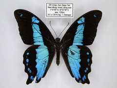 Papilio chrapkowskii
