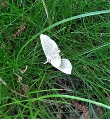 Zanclognatha pedipilalis