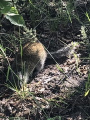 Poliocitellus franklinii