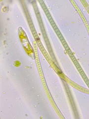 Hantzschia amphioxys