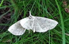 Zanclognatha pedipilalis