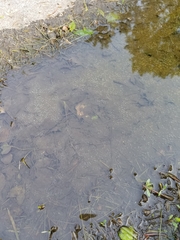 Hantzschia amphioxys