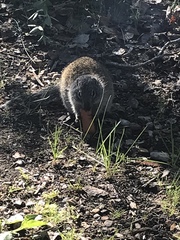 Poliocitellus franklinii