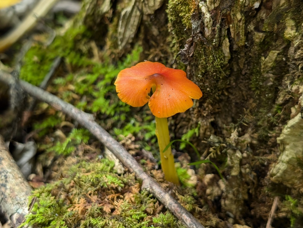 Hygrocybe sp. 'conica-MI02'