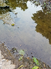 Hantzschia amphioxys