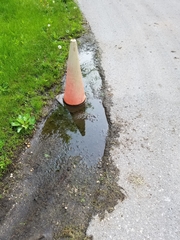 Hantzschia amphioxys