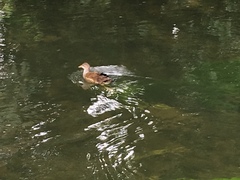 Gallinula chloropus
