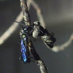 Chalybion japonicum