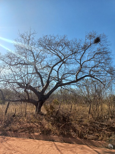 Foto de Umbu