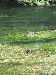 Gallinula chloropus