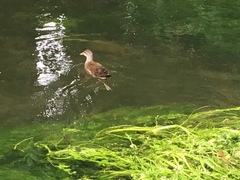 Gallinula chloropus