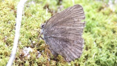 Callophrys