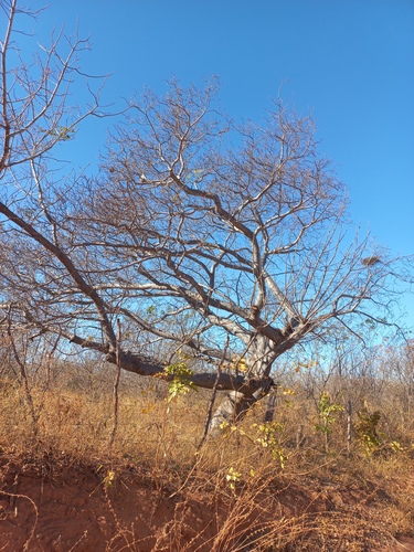 Foto de Umbu