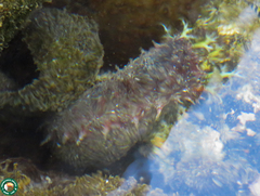 Holothuria grisea