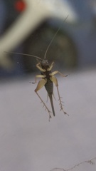 Trigonidium humbertianum