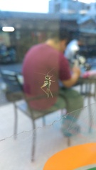 Trigonidium humbertianum