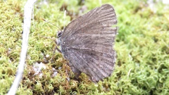 Callophrys