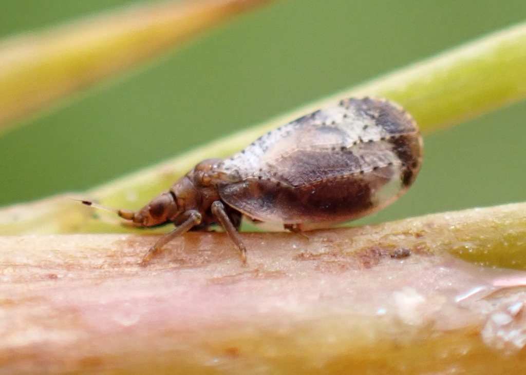 Livia bifasciata