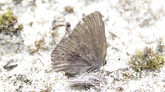 Callophrys