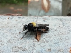 Laphria ephippium