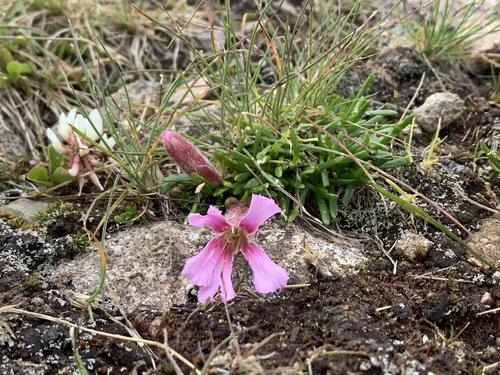 Image of Saponaria pumila by (c) Manuela Fiorini, some rights reserved (CC BY)