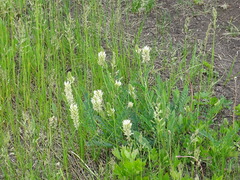 Astragalus inopinatus