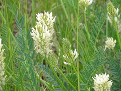 Astragalus inopinatus