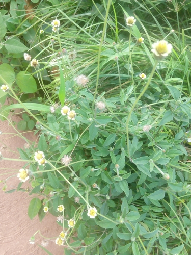 Tridax procumbens image