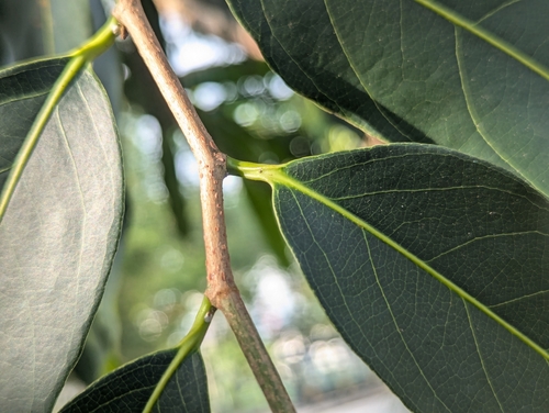 Hydnocarpus castaneus observed 2024-08-19