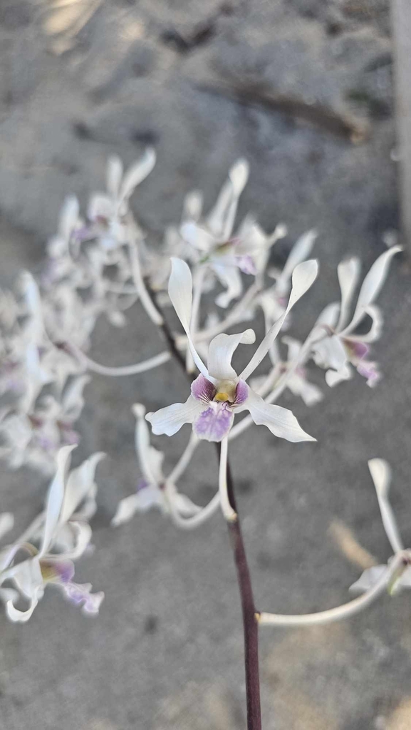 Dendrobium lineale Rolfe 3