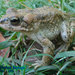 Eastern Persian Toad - Photo (c) Parham Beyhaghi, some rights reserved (CC BY-NC), uploaded by Parham Beyhaghi