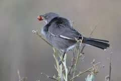 Layard's Warbler photo 2