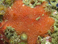 Phorbas fictitius