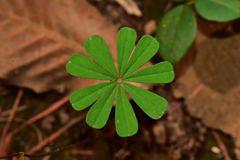 Ionoxalis