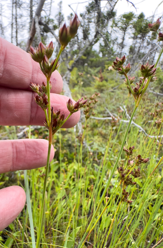 New Jersey Rush (Juncus caesariensis)