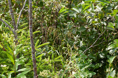 limp mannagrass (Glyceria laxa)