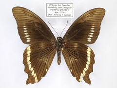 Papilio chrapkowskii