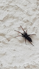 Trachyzelotes pedestris