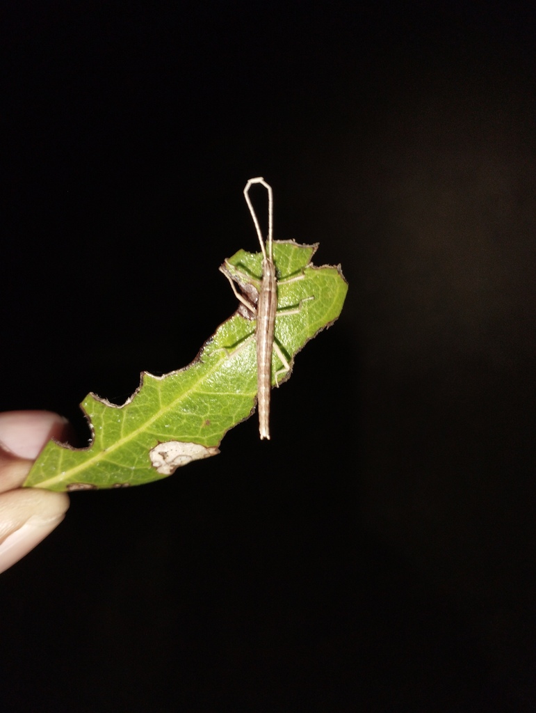 Anisomorpha clara