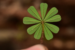 Ionoxalis