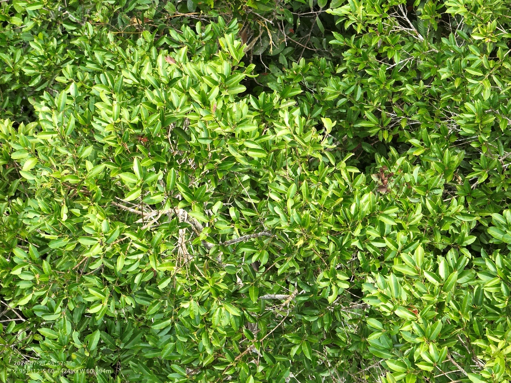 Qualea brevipedicellata