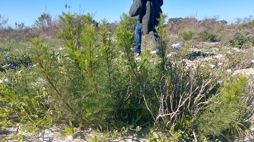 Image of Senecio foeniculoides by (c) Jacques van der Merwe, some rights reserved (CC BY-SA)