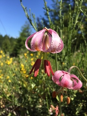 Lilium kelloggii