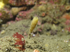 Haliclona urceolus