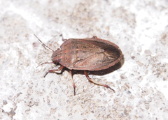 Laprius varicornis